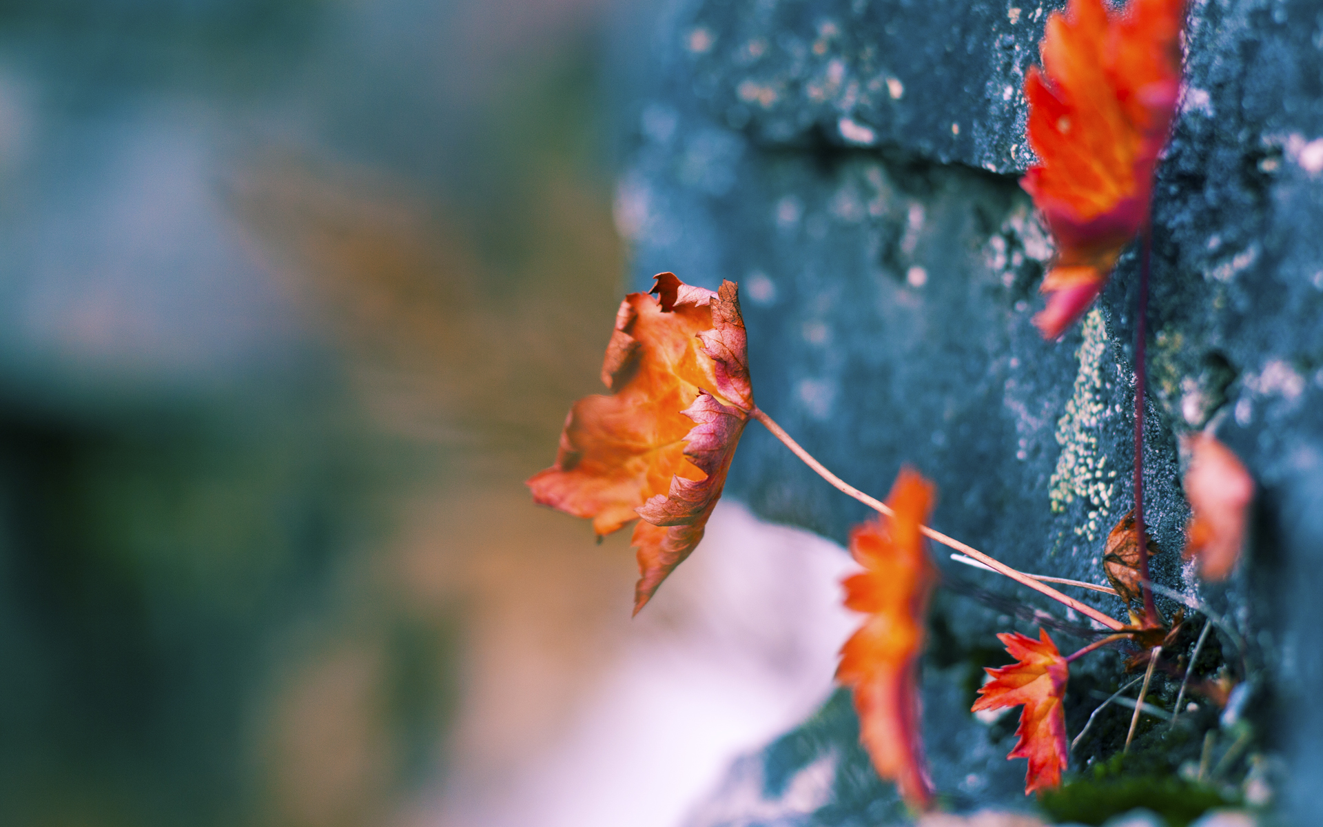 击败劲旅夺冠,夺冠内参解析推理