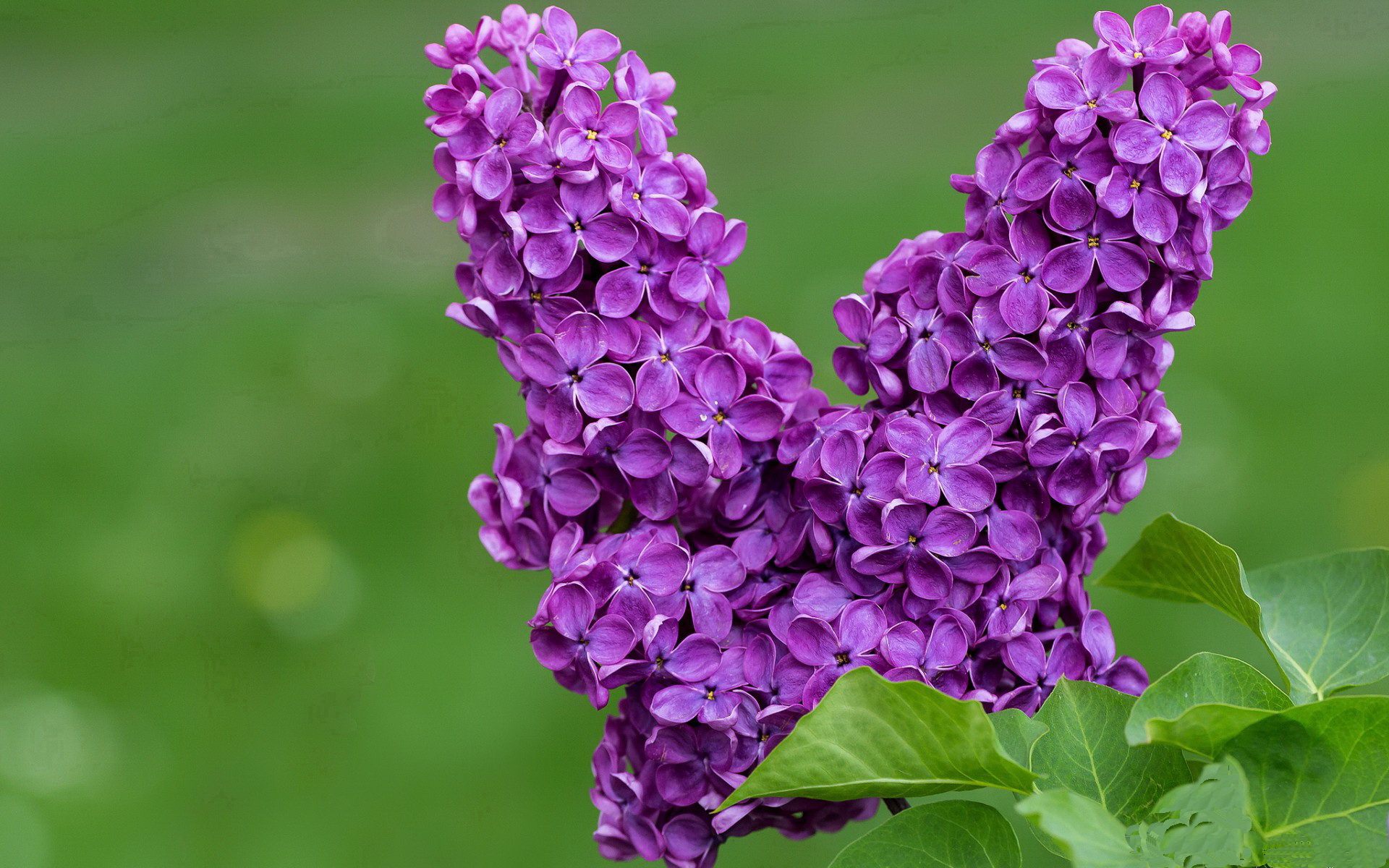 多特蒙德主场1-1战平沃尔夫斯堡,错失三分,多特蒙德对沃尔夫斯堡比赛结果