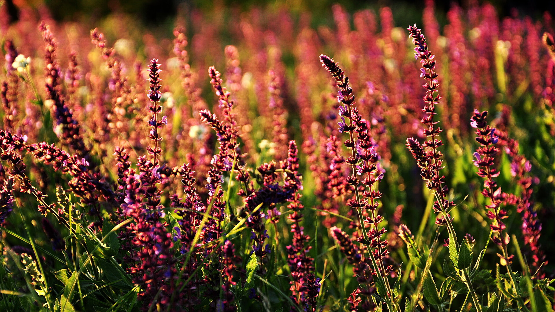 国家滑雪队新闻中心确认国外冬训地点,国家滑雪队在哪里训练