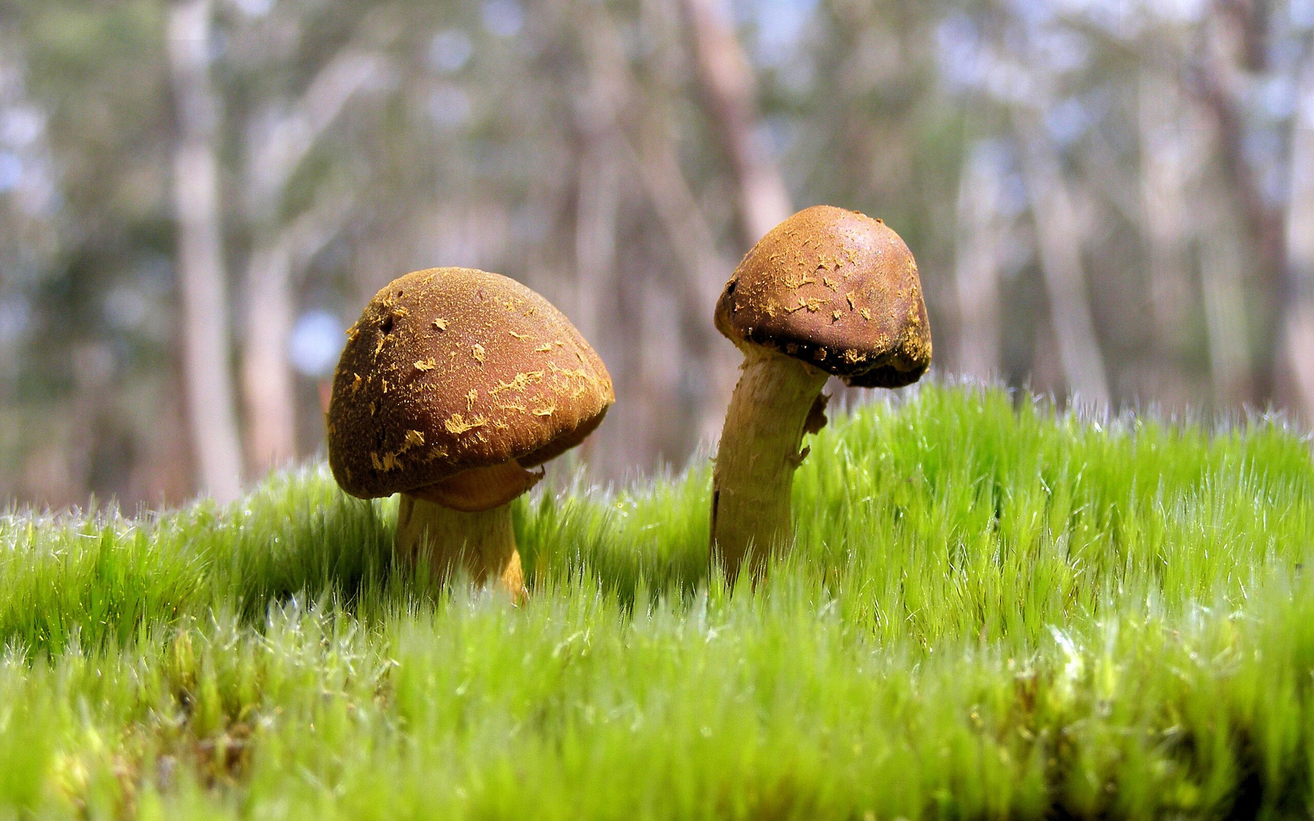 米兰体育官网-跳水配合精准希腊表现不俗，跳水比赛execution